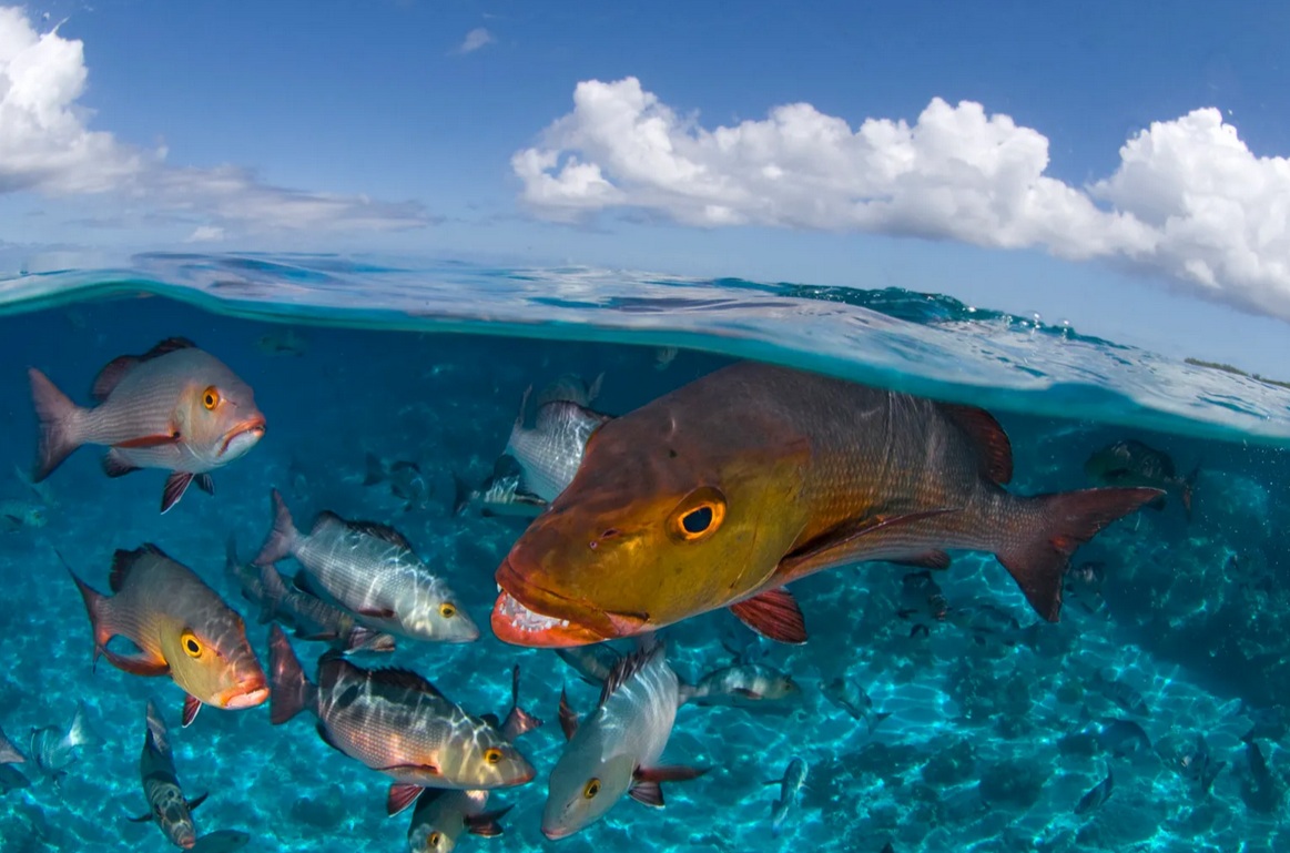 Antarctique : Un Iceberg Révèle un Écosystème Marin Inattendu, une Arche de Vie sous la Glace