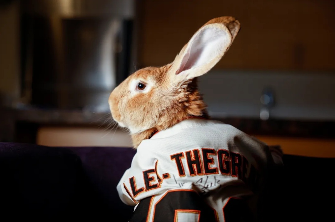  un lapin géant sauvé devient star de la thérapie et pilote de mini-camion