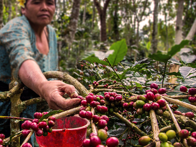 L’ascension du café anaérobie : une vague de saveur déferle sur l’Inde