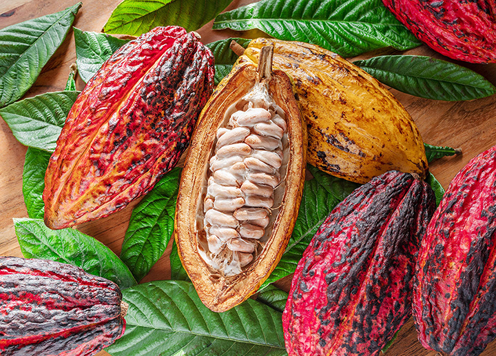  Une lutte désespérée pour sauver le café et le chocolat de l'extinction 