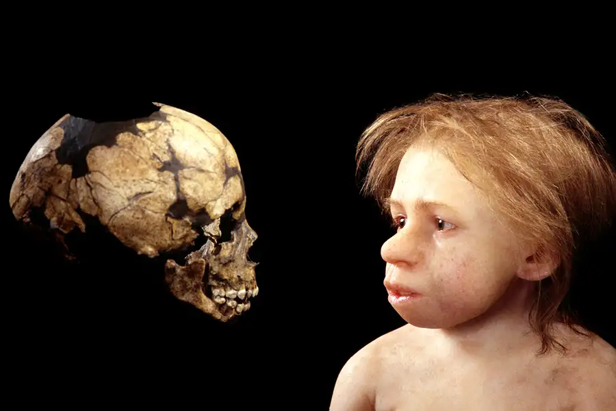 Des géants préhistoriques : les nourrissons néandertaliens étaient-ils dotés de super-pouvoirs ?